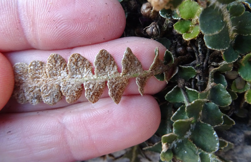 Asplenium ceterach (erba ruggine) - Aspleniaceae